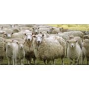 Электропастух для овец и ягнят на 100,0 ГА / 4 километра в 3 ряда