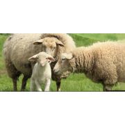 Электропастух для овец и ягнят на 0,5 ГА / 300 метров в 3 ряда