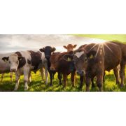 Электропастух для КРС на 100 ГА / 4 километра в 2 ряда