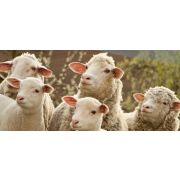 Электропастух для овец и ягнят на 16,0 ГА / 1,6 километров в 3 ряда